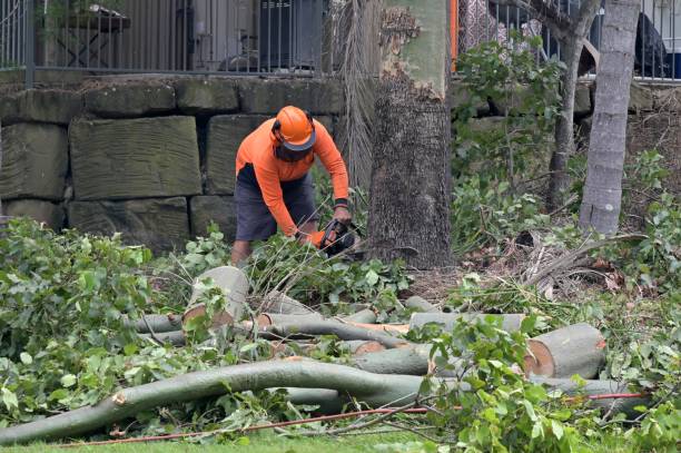 Best Commercial Tree Services  in Planada, CA