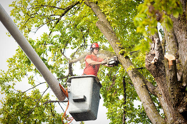 Best Tree Trimming and Pruning  in Planada, CA